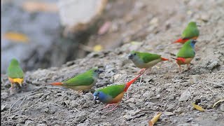 Pintailed Parrotfinches Singing Gorgeous birds Finch Zoo UK [upl. by Eiroj506]