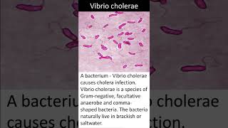 Vibrio cholerae  Quick Learn Micro  Microbiology Shorts [upl. by Padgett]