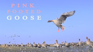 Pinkfooted goose in a large flock of geese Bird sounds in the spring [upl. by Jorry]