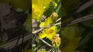 Megachile on native opuntia mississippi beelife nativebees [upl. by Naved]