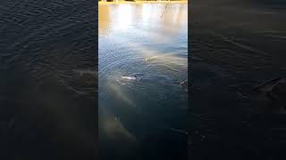 fishing lago carpfishing bigfish carp viralvideo fish pesca peixes fy fyp foryou europe [upl. by Enileuqaj75]