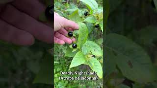 Deadly Nightshade Atropa belladonna [upl. by Enylorac]