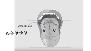 Tongue Innervation [upl. by Wilinski]