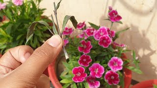 How to Grow Dianthus by Cuttings  Dianthus Plant Propagation  Fun Gardening [upl. by Bryna837]