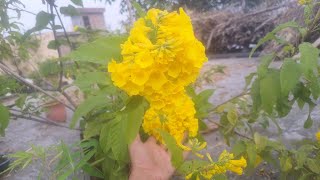 Tecoma plant Gori chori par etne jaida Flowers aainge ki apka ghar ho jaiga fulo ka ghar [upl. by Narik]