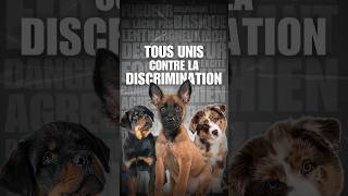 N’adoptez jamais ces chiens [upl. by Lokin]