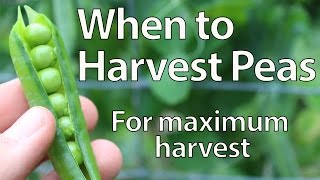 When to Harvest Peas [upl. by Marashio930]