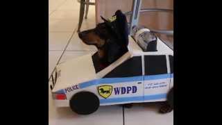 Cops amp Robbers Part 2  Crusoe Dachshund amp Officer Oakley [upl. by Eanod797]