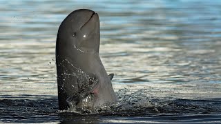 Facts Of A Irrawaddy Dolphin  Christmas Countdown [upl. by Ayahsey]