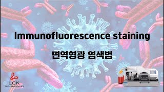 LCK Immunofluorescence staining 면역형광 염색법 [upl. by Otrebmuh]