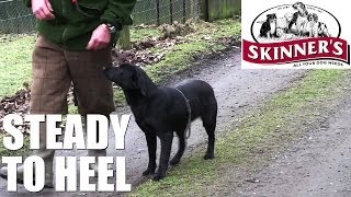 Gundog training tips  Steady to heel [upl. by Flann]