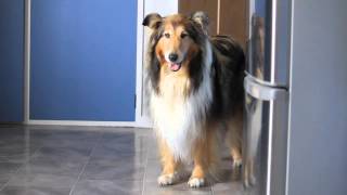 Collies Afraid Of The Kitchen Floor [upl. by Winne]