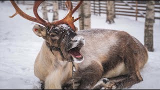 Best of funny reindeer of Santa Claus 😍🦌 Father Christmas in Lapland Finland video for families [upl. by Rehpotsirh]