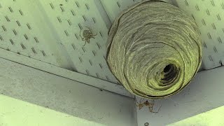 Barn Spiders Take Over Wasp Nest With Narration [upl. by Wadleigh]