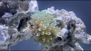 Adding a BubbleTip Anemone to a Nano Tank Fluval Evo [upl. by Kaz659]