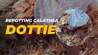 Repotting calathea dottie  Calathea care [upl. by Linneman]