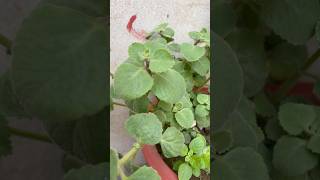 Ajwain plant ko kaise lgate hai ajwainplant garden shorts farming ajwainwater [upl. by Herrah]