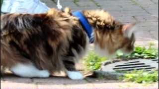 Maine Coon Walking on leash at park [upl. by Ylek]