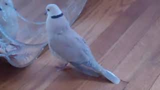 Ringneck Dove Coos and Plays with Reflection  1017833 [upl. by Tabbitha]