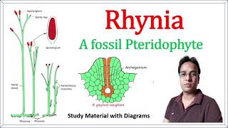 Rhynia  A fossil Pteridophyte  BSc  MSc [upl. by Heiskell]