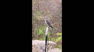 Broad Winged Hawk at Carbon County Environmental Education Center [upl. by Aceber]