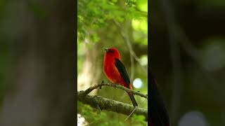 Enchanting Scarlet Tanager Bird Call Natures Melody birds birdwatching wildlife [upl. by Nurav]