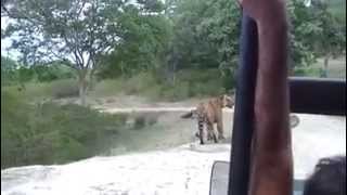 Male Tiger Attack Buffalo [upl. by Meter]