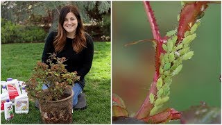 How to Control Aphids 🙅‍♀️🌿 Garden Answer [upl. by Rumilly]