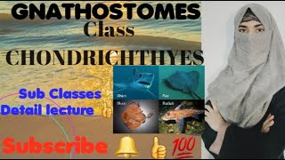 GNATHOSTOMES CLASS CHONDRICHTHYES Subclass ElasmobranchiiSharksRaysHolocephaliRatfishes [upl. by Nyrhtak215]