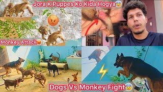 Dogs Or Monkeys Ki Kai Ghanto Tak Ladai Chali😰 Jora K Puppes Ki Halat Kharab Hogye😢Chot Lag Gye [upl. by Anatola]