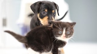 Kittens Meet Puppies For The First Time [upl. by Tonia695]