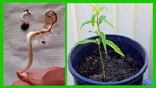 How To Grow Nectarine Tree from Seed Nectarine Seed Germination [upl. by Nesbitt]