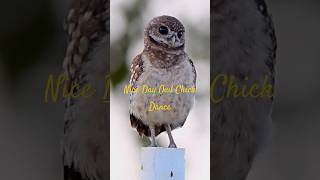 Nice Day  Baby Owl Chick  Dance [upl. by Massie]