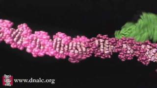 Mechanism of Recombination [upl. by Sion]