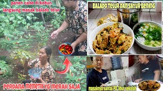 Perdana panen cabe langsung masak balado telur  sekolahnya pada libur masakne nyantai⁉️ [upl. by Sydel]