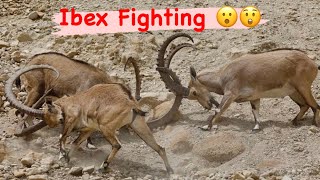 Ibex Fighting  Snow Leopard  Ibex hunting [upl. by Neenaej]