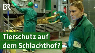 Als Tierärztin auf dem Schlachthof arbeiten  Tierschutz  Unser Land  BR [upl. by Kciredohr]