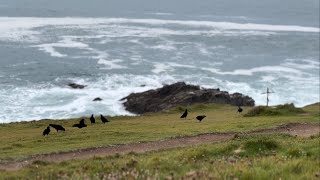 Group of 10 Cornish Chough Birds  The Cribbar Headland Newquay [upl. by Vary282]