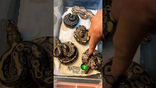 🐍What Morps hatched🧪 molinarosnakelab shorts ballpython royalpython snakebreeder pythons [upl. by Mariano]