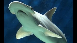 Bonnethead Shark [upl. by Naro193]