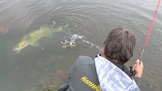 Pecanje u Vojvodini na reci Jegrički  Pecanje smuđa soma i štuke  Fishing on lures FULL VIDEO [upl. by Neelhtakyram]