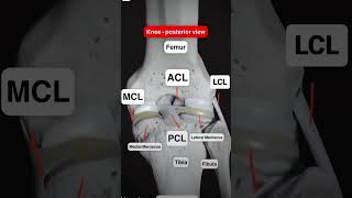 Knee ligaments trending anatomy mbbs nursing viralvideo ytshorts [upl. by Goulet]