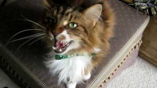 Max the Maine Coon Cat sings [upl. by Iover328]