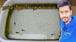 guppy breeding part2Tamil viralvideo trending Catchyfishing [upl. by Ikey]