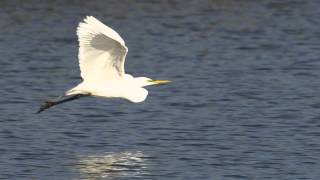 Great Egret in Flight at Arcata Marsh [upl. by Avraham]