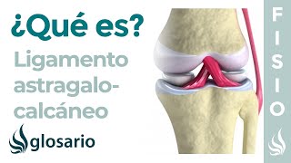 Ligamento ASTRAGALOCALCÁNEO  Qué son cuáles son origen inserción y función [upl. by Notaes]