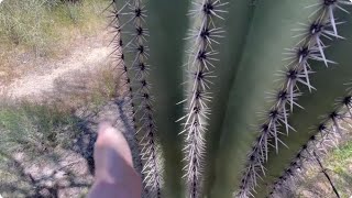 Saguaro of the Day quotGROVER SCRATCHYquot 😊😎🚨 at the Post Office  Never Touch a Cactus 😨  cactus [upl. by Notgnimer447]