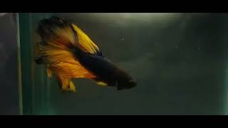 Yellow tailed fighter Beta Fish Aquarium setup fish aquariumfish all beautifulanimals [upl. by Eelreveb]