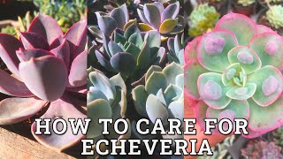 How To Care For ECHEVERIA Succulents [upl. by Sprague317]