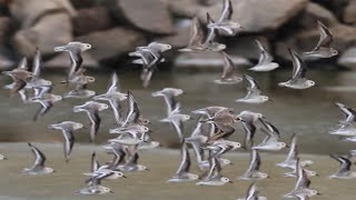 A Shore Full of Birds  4K [upl. by Eceinaj]